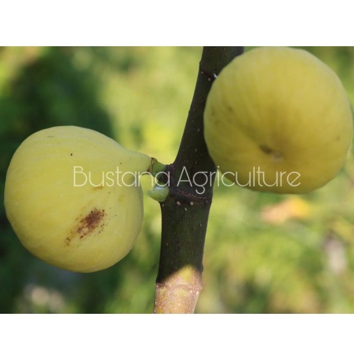 bibit buah tin JIN AO FEN siap tanam cepat berbuah
