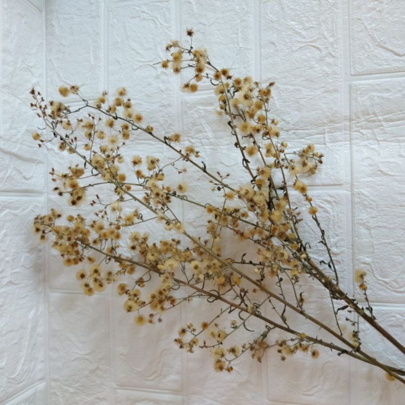 Bunga kering baby breath / bunga baby breath / bunga kering rustic