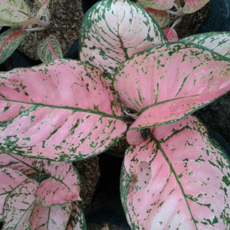 Jual pohon hias aglonema ledy valentine murah