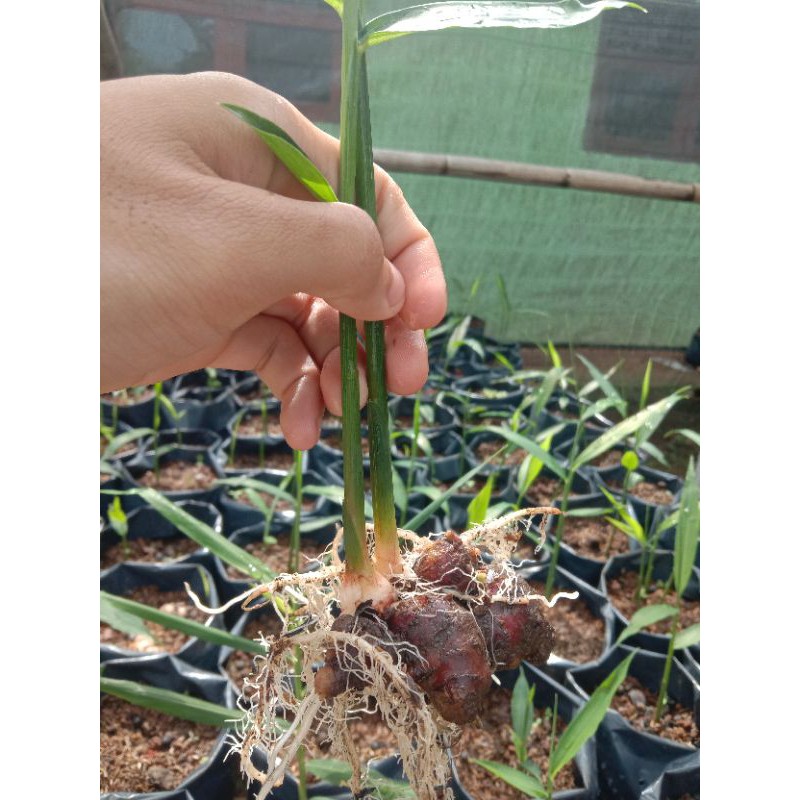 Best Seller Bibitjahemerahsuper KVd6gDF3OKyNp