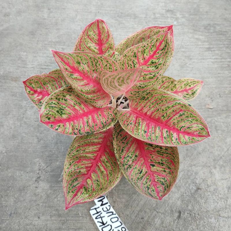 Bonggol aglonema legacy mangkok