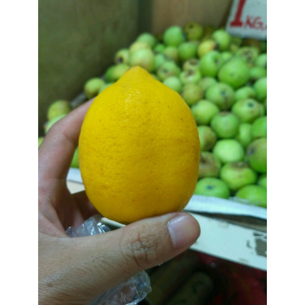 

Jeruk Lemon Import