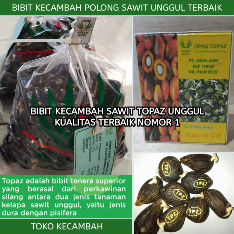 Bibit benih Kecambah topaz kualitas super unggul bibit kecambah TOPAZ KUALITAS TERBAIK