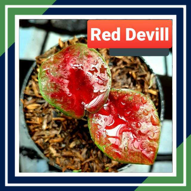 RED DEVIL BIBIT CALADIUM THAILAND/Keladi Red Devil Bibit Thailan Murah