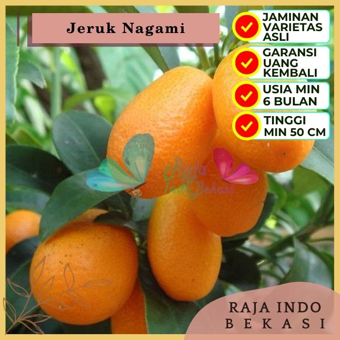 Bibit Tanaman Buah JERUK NAGAMI Premium