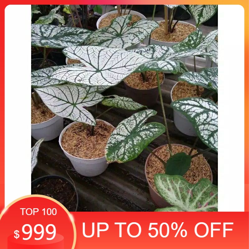 tanaman hias keladi putih / keladi putih / keladi