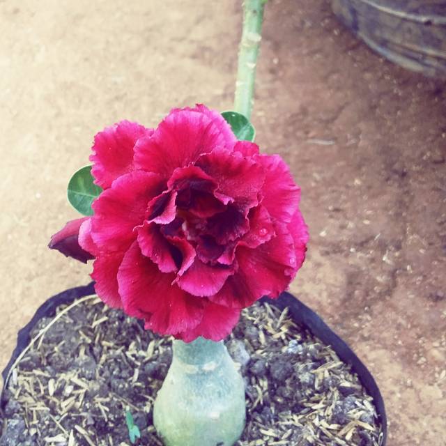 Adenium tumpuk size A