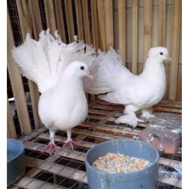 MERPATI KIPAS SEPASANG DEWASA