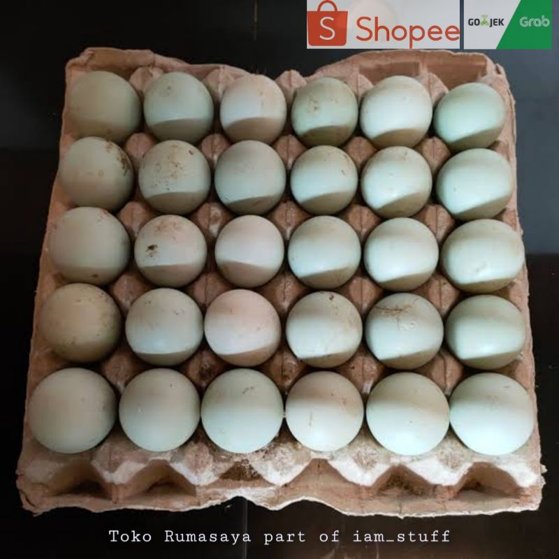 

Distributor Telur Bebek Omega Fresh dari Peternakan Jaktim