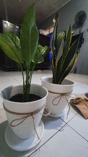 New Produck!! Tanaman Hias Peace Lili - Pohon Sepatu Flum - Peace