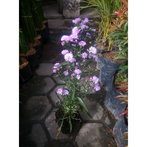 Paket Tanaman Bunga Aster Pikok 100rb 8 pohon 4 Warna