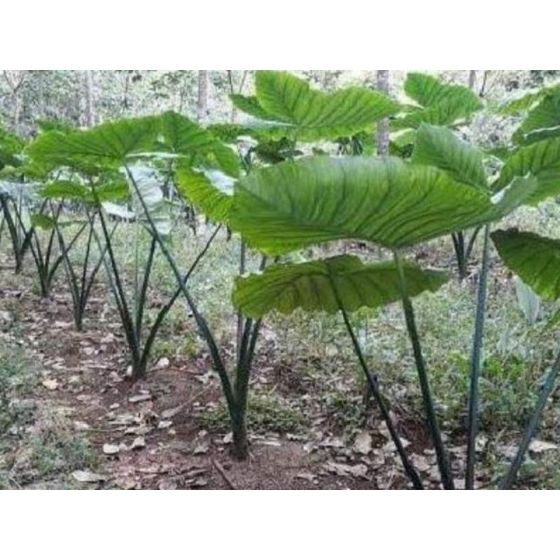 paket 15 bibit talas beneng super