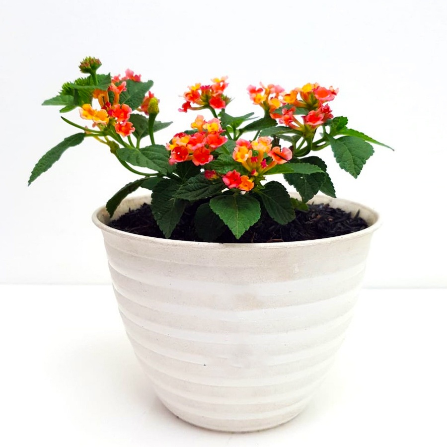 Lantana Camara Tembelekan Orange Pink Bibit Stek Batang Pohon Bonsai Tanaman Hias 2030