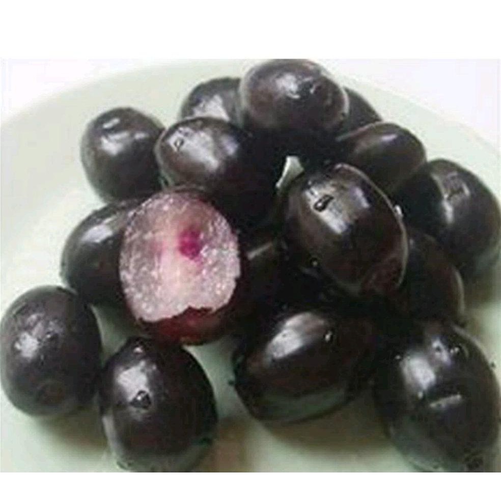 Terbaik Bibit Buah Juwet Tanpa Biji @_#