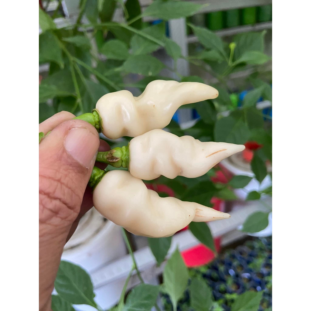 Benih Bibit Biji - Cabai Faddas White Cabe Putih Super Pedas Pepper Seeds