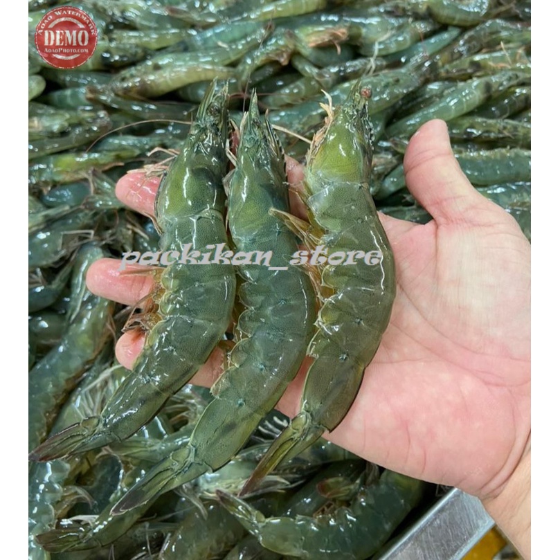 

Udang Segar Vaname / Udang Fresh Kualitas GARANSI SEGAR