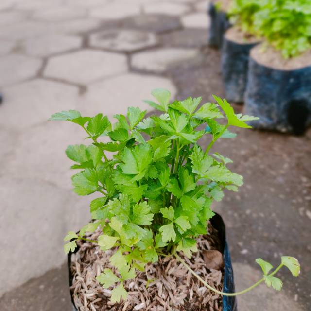 tanaman herbal▪️ seledri