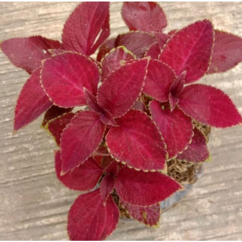 tanaman herbal miana merah cerah rimbun stok super