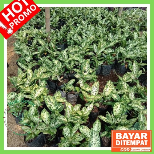 DIVEN BRAZIL - DIEFFENBACHIA SPARKLES