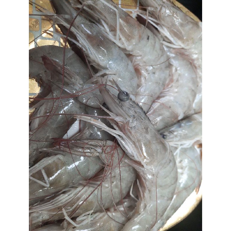 

udang segar vaname besar 250gr~500gr