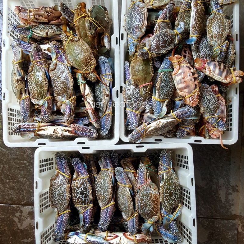 

Rajungan Kepiting Laut 1kg