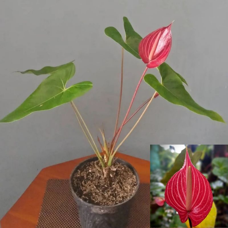Anthurium safari ASLI / bibit tanaman hias bunga