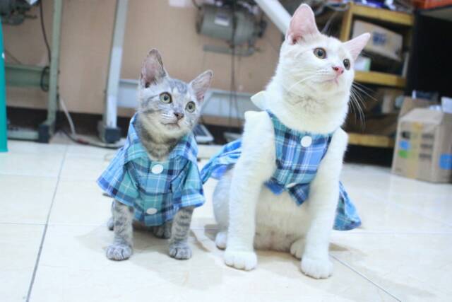 Baju kopelan kotak-kotak biru untuk kucing dan anjing size S M L XL (bisa pilih size)