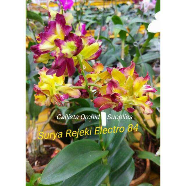 Anggrek Dendrobium Sun Shine Mutation - Mawar