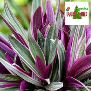 tanaman hias adam hawa rhoeo discolor Shopee Indonesia tanaman hias adam hawa rhoeo discolor Shopee Indonesia