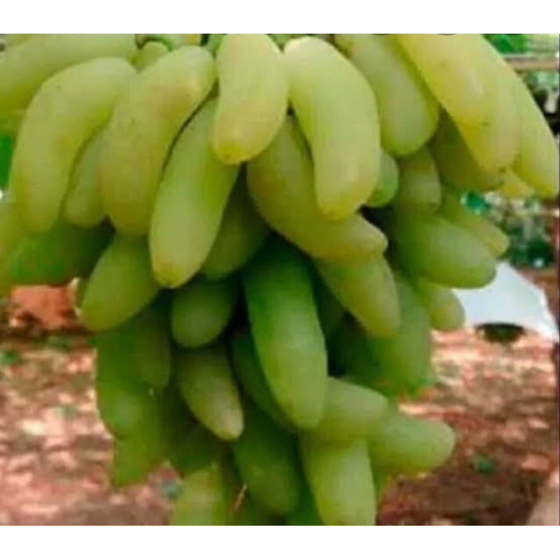 bibit anggur banana