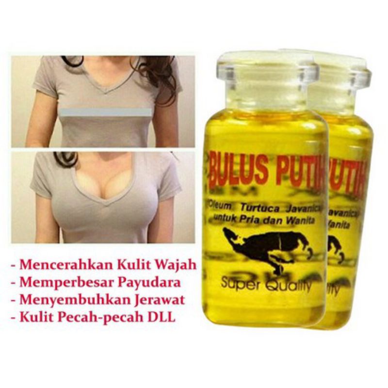 MINYAK BULUS EYANG LAUT | MINYAK BULUS PUTIH | MINYAK BULUS SERBAGUNA