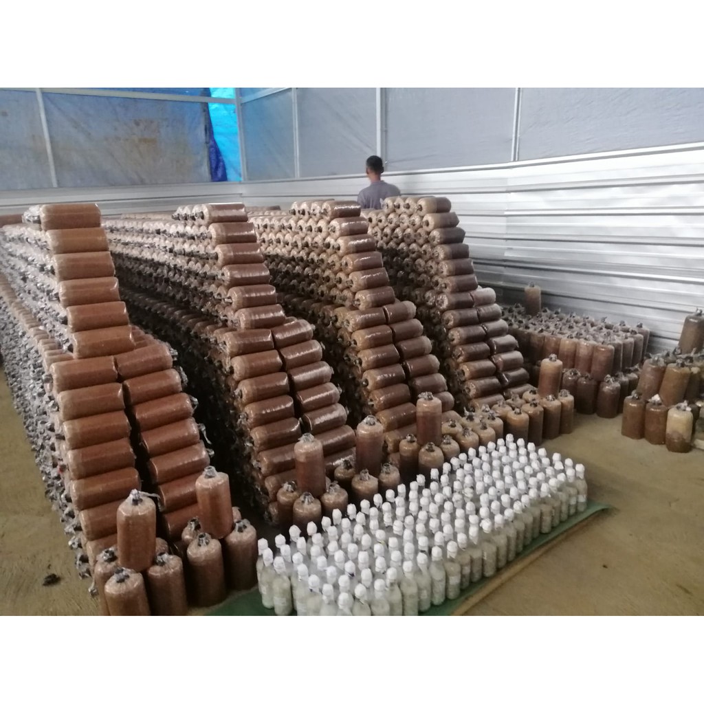 BAGLOG JAMUR TIRAM COKLAT SIAP PANEN