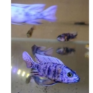 CICHLID AULONOCARA OB