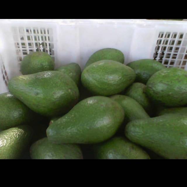 

Alpukat mentega lokal
