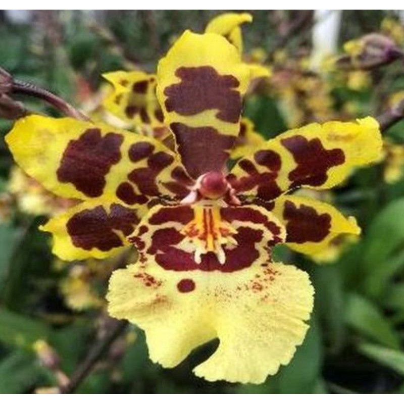 Anggrek Oncidium Wild Cat Leopard