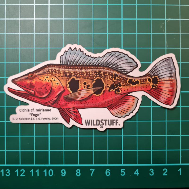 STICKER PEACOCK BASS CICHLA MIRIANAE FOGO