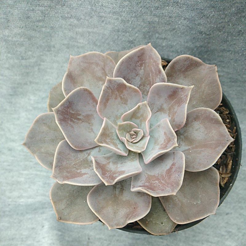 Tanaman Sukulen Echeveria lilacina