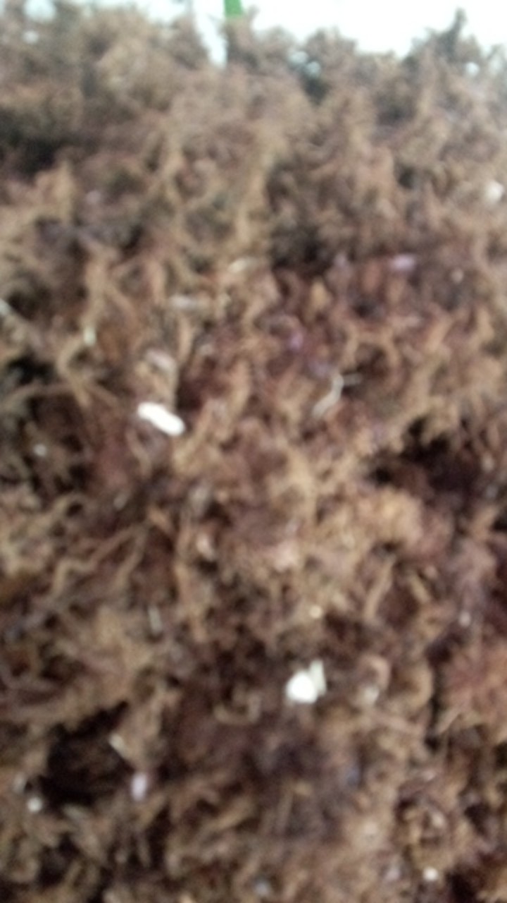 Akar Kadaka Murah Jual Akar Kadaka (media Tanam Anggrek) 1 Kg Jual Produk Akar Kadaka Murah Dan Terl