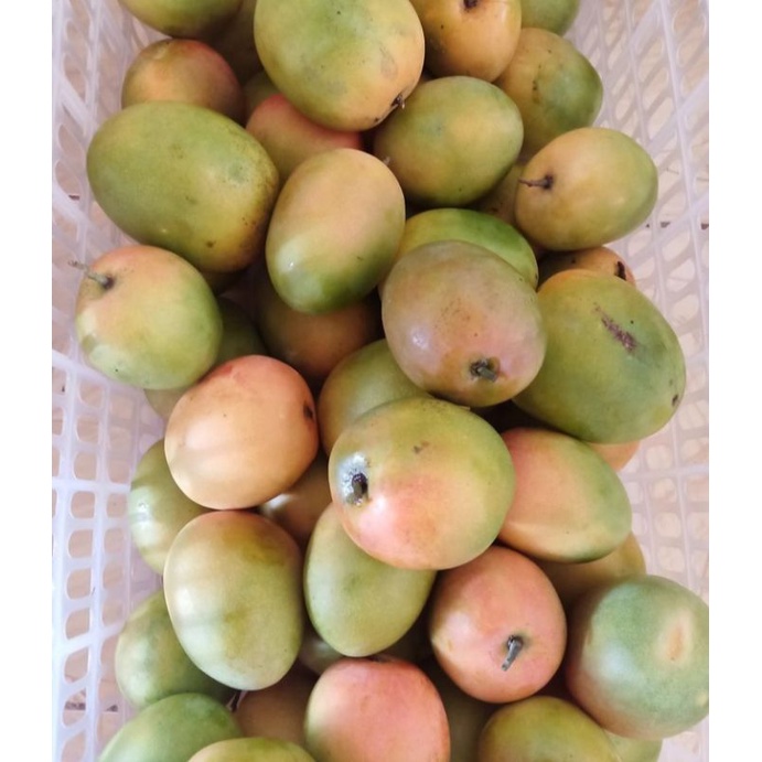 

MANGGA GEDONG 1kg fresh/BUAH MANGGA GEDONG MANIS FRESH