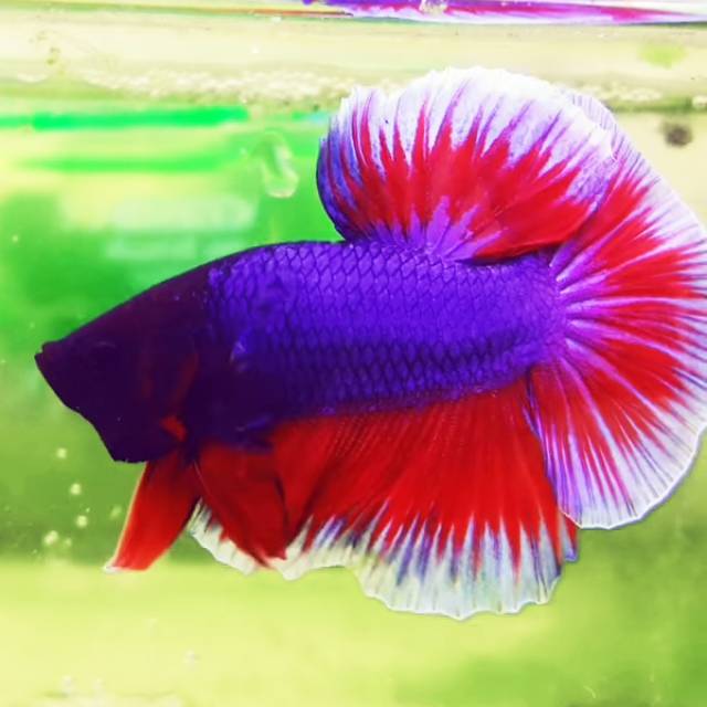 Cupang/Betta HM Lavender