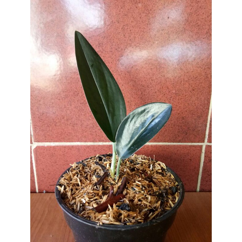 Tanaman hias - Scindapsus treubi Black borneo