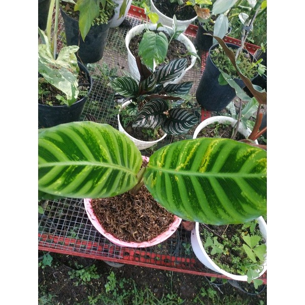 Tanaman Hias Koleksi Langka Pisang Ster Variegata