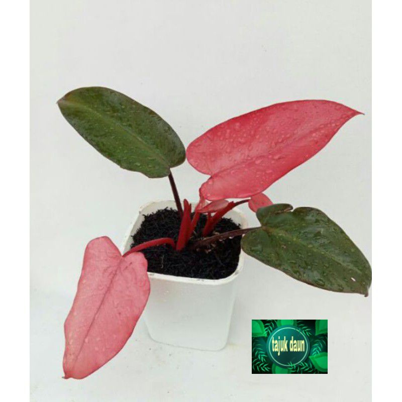 Tanaman hias philodendron pink dark lord-philo dark lord pink