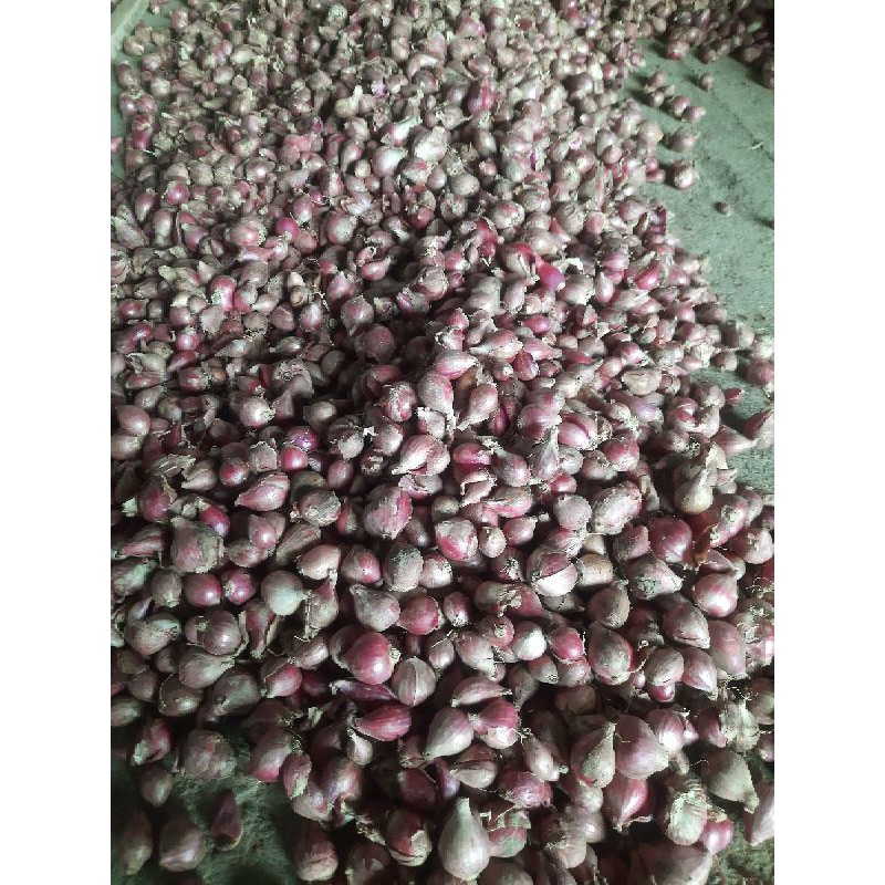 

Bawang Merah Bumbu Dapur