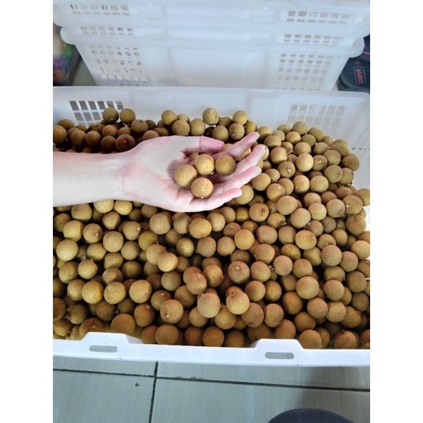 

lengkeng bangkok madu