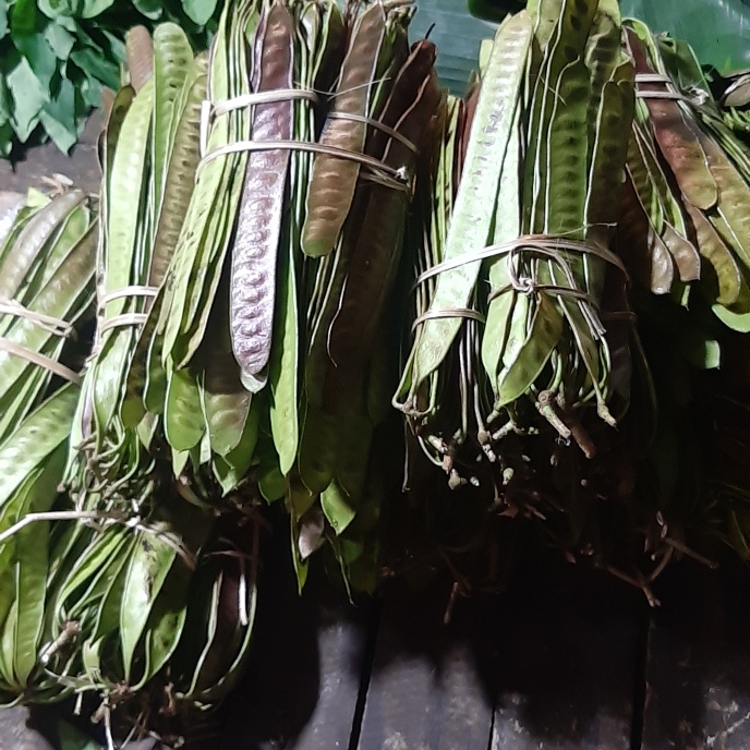 

Pete Cina/Petai Cina 1 ikat