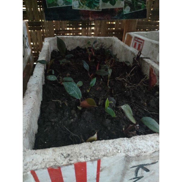 homalomena sp sumatera RAWATAN daun hitam tebal