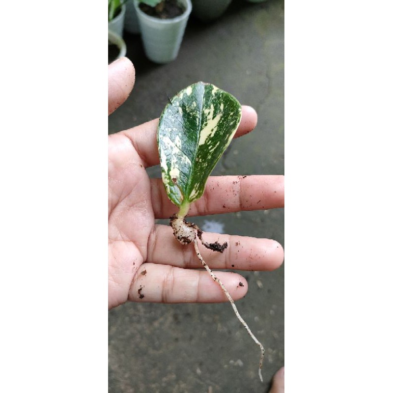zamia varigata