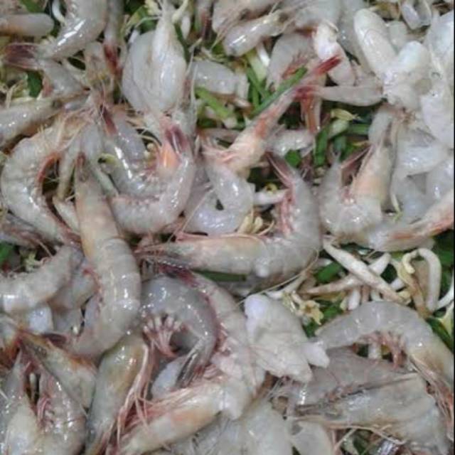 

udang kecil