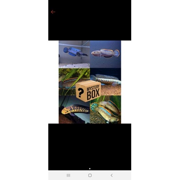 misteri box pakan channa/ channa  anti zong